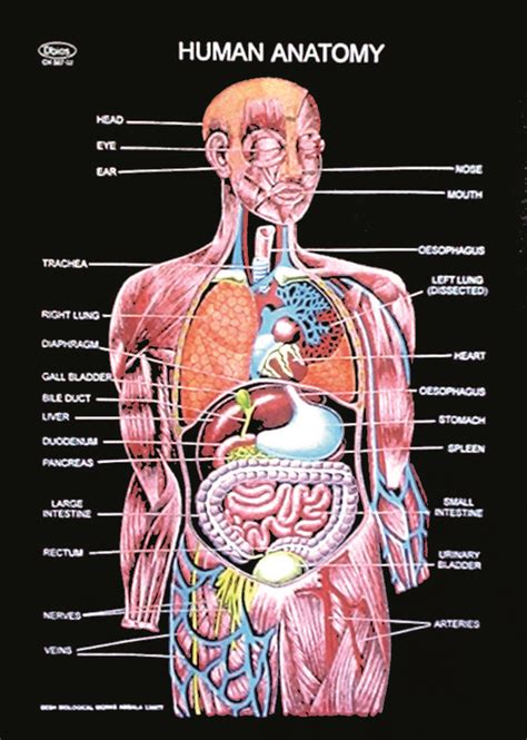 Map of a Human Body