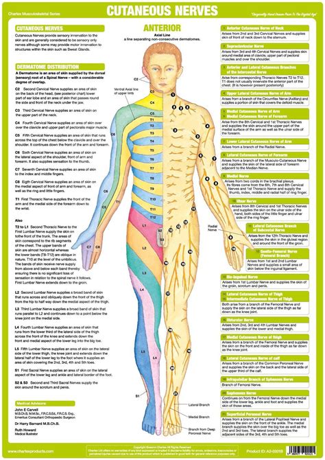 Map of nerves in the body