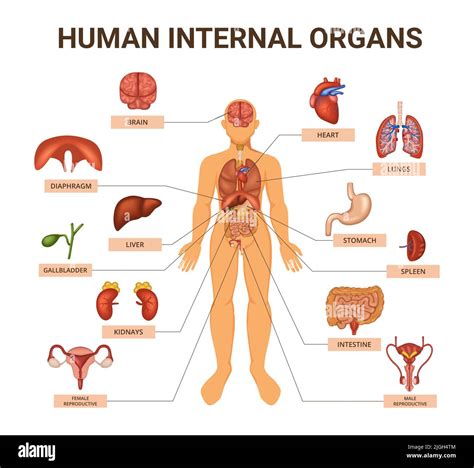 Organ System Map