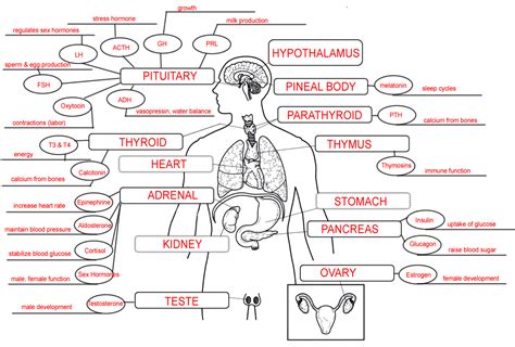 Endocrine System Concept Map