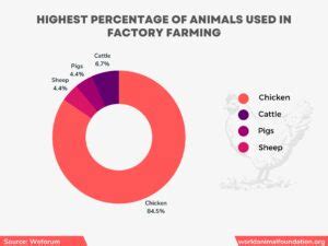 How Many Animals Die Due To Factory Farming