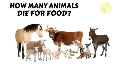 How Many Animals Die From Vegan Farming