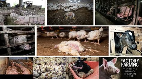 How Many Animals Die In The Process Of Factory Farming