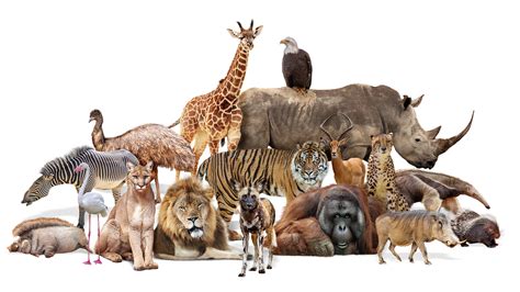 How Many Animals In Picture