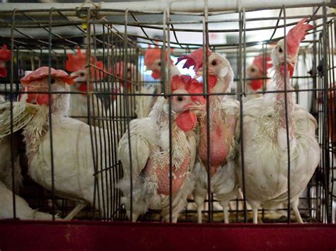 How Many Animals Live In Factory Farms