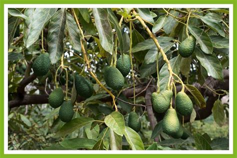 How Many Avocados Does 1 Tree Produce