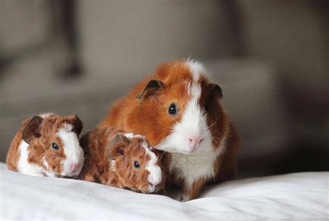 Discover the Adorable Wonder: Unraveling the Mystery of How Many Precious Little Ones Guinea Pigs Give Birth to!