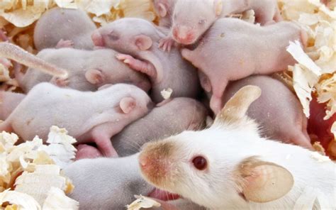 Discovering the Fascinating Answer: How Many Babies Do Mice Have?