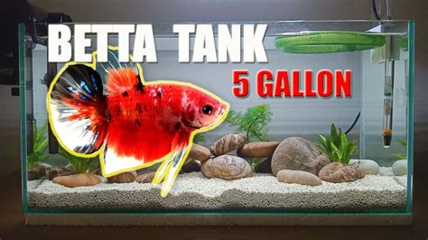 How Many Betta Fish In A 5 Gallon Tank