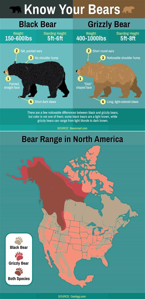 Exploring the Population: How Many Black Bears Roam North America?