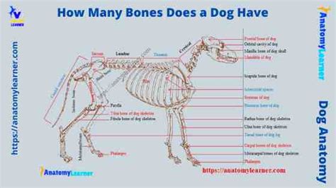 How Many Bones Does a Dog Have? A Comprehensive Guide to Canine Skeletal System