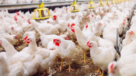 How Many Chicken Farms Are In The United States