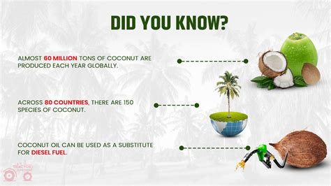 How Many Coconuts Per Tree