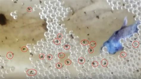 How Many Eggs Does Betta Fish Lay