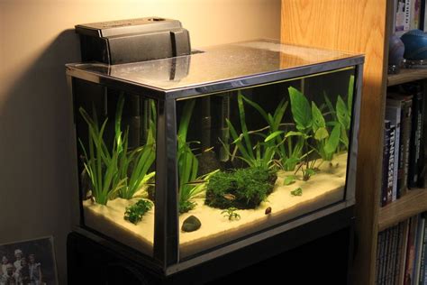How Many Fish Can a 20-Gallon Tank Hold?