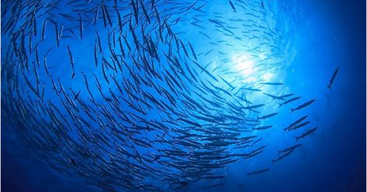 How many fish are in the ocean?