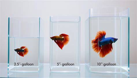 How Many Gallons Do Betta Fish Need
