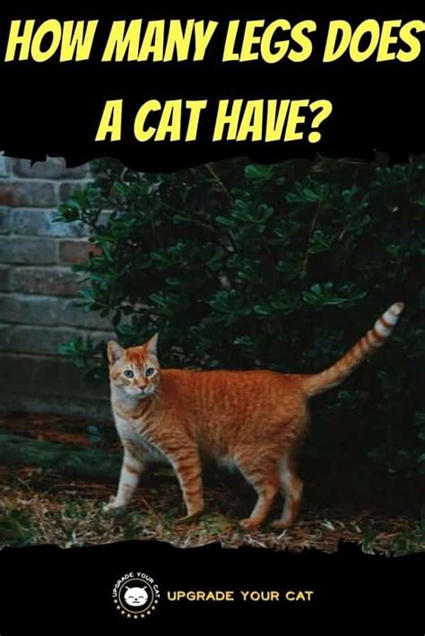 How Many Legs Does Cat Have