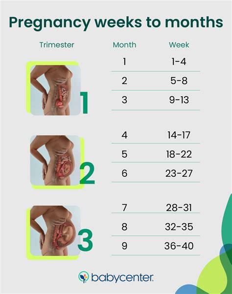 Unlocking the Mystery: How Many Months is 23 Weeks? - A Comprehensive Guide for Accurate Conversions!