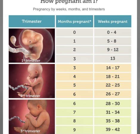 Converting 25 Weeks into Months: How Many are Required?