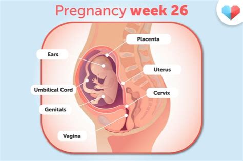 Unlocking the Mystery: Discovering the Exact Count of Months in 26 Weeks - A Comprehensive Guide