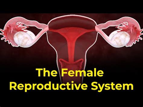 The Heart-Wrenching Truth Revealed: The Shocking Discovery of How Many Ovaries a Woman Really Has