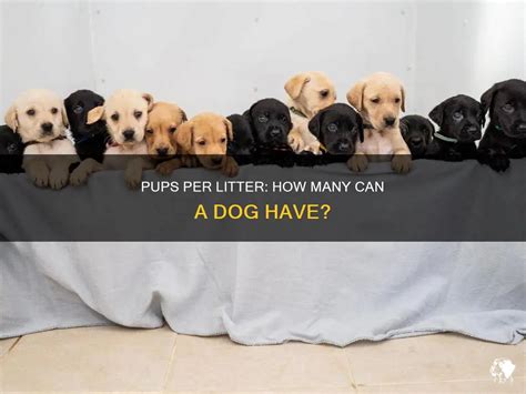 Discovering the Magic Number: How Many Pups Can a Dog Have?