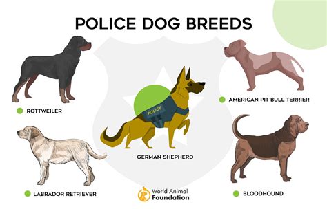 How Many States Have Pitbull Police Dogs