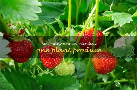 How Many Strawberries Does 1 Plant Produce