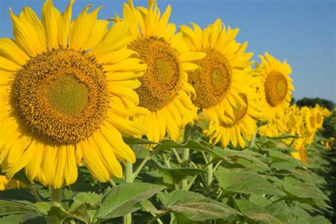 How Many Sunflower Farms Are In The United States