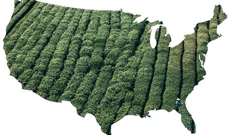 How Many Tea Farms Are In The United States