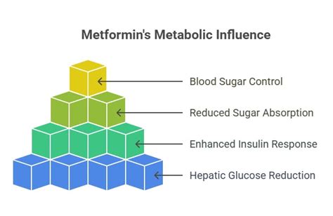 How Metformin Works Its Magic