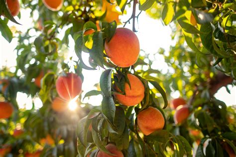 How Much Are The Peaches At The Chico State Farm