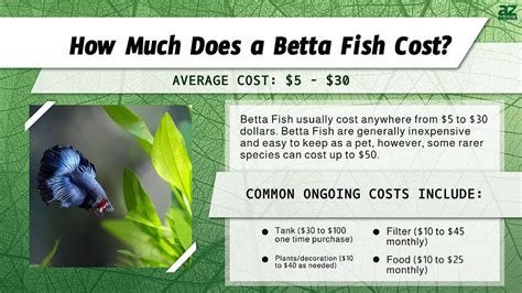 How Much Do Betta Fish Cost