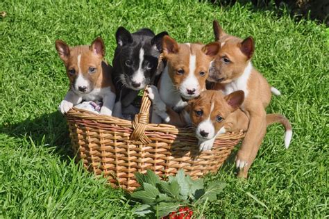 63+ How Much Do Basenji Puppies Cost l2sanpiero