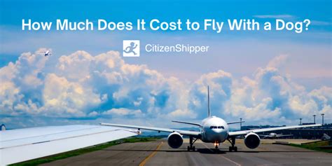 How Much Does It Cost To Fly A Dog: What You Need ...