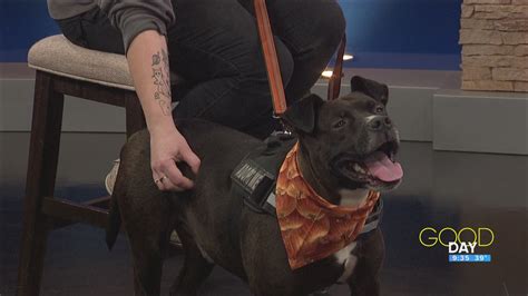 How Much Does a Lucas County Dog License Cost?