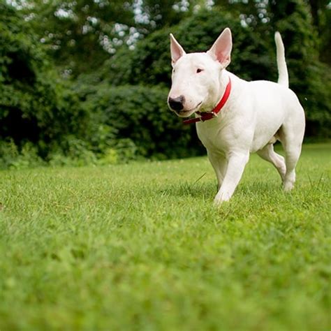 How Much Exercise Does A Bull Terrier Need?