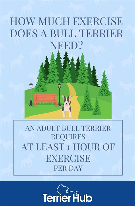 How much exercise does a Staffordshire Bull Terrier need? PitPat
