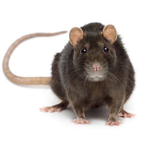 How Much Are Pets At Home Rats - Anna Blog