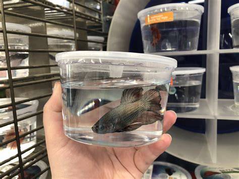 How Much Is A Betta Fish At Petco
