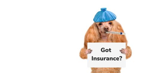 How Much Is Pet Insurance Through State Farm