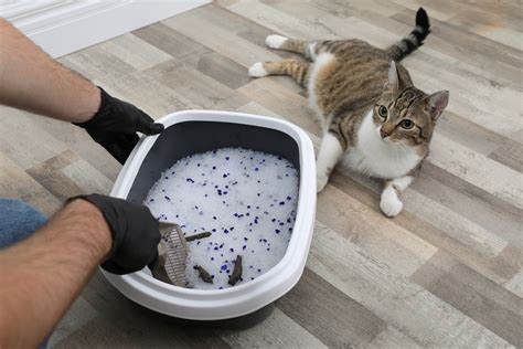 Keep Your Feline Happy and Clean: Find Out How Much Litter to Use in the Litter Box