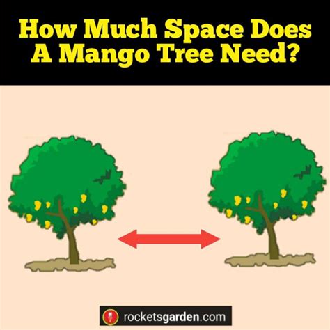 How Much Space Does A Mango Tree Need