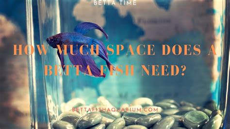 How Much Space Does Betta Fish Need