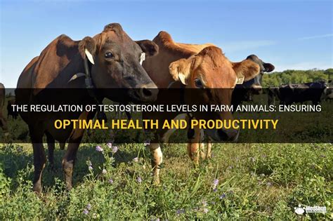 How Much Testosterone Is Allowed For Animals On Farms