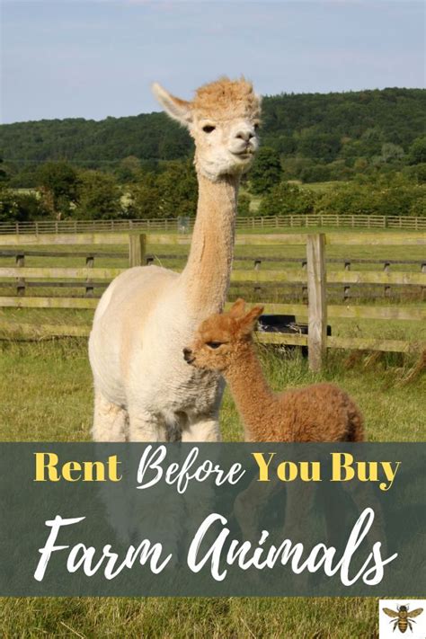How Much To Rent Farm Animals