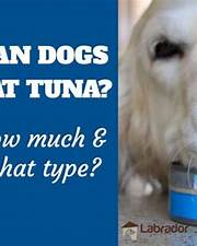 How Much Tuna Can Dogs Eat?