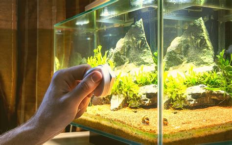 How Often Clean Betta Tank