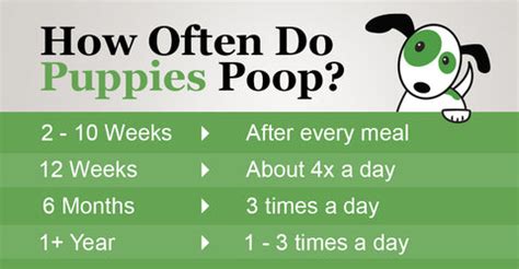 Unleashed: The Scoop on How Often Dogs Poop for Responsible Pet Ownership